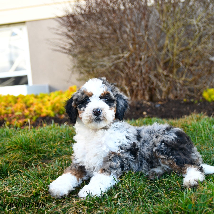Mini Bernedoodle dogs Dakota - Ad 2
