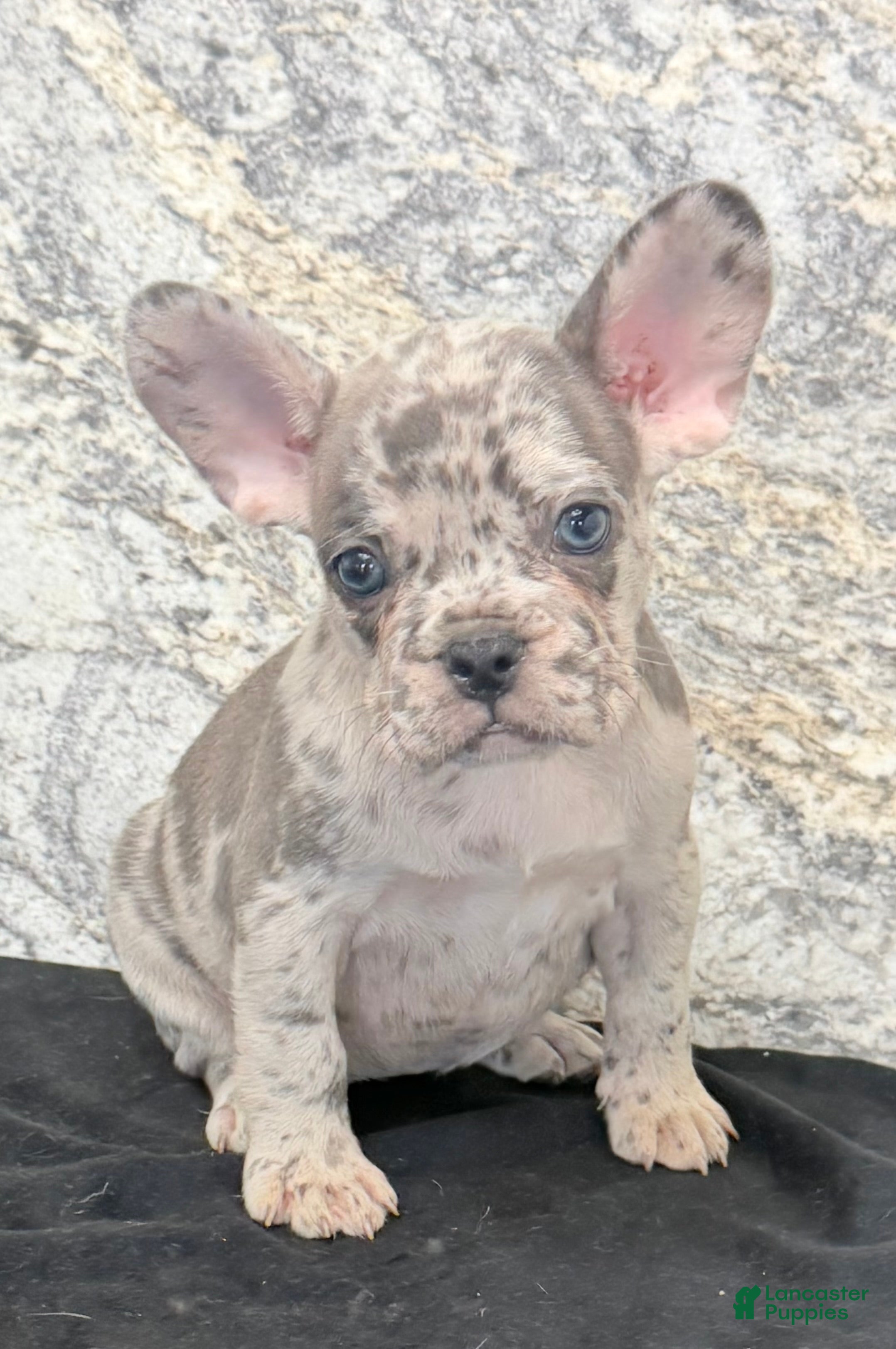 French Bulldog dogs Birdie Female AKC French Bulldog - Ad 2