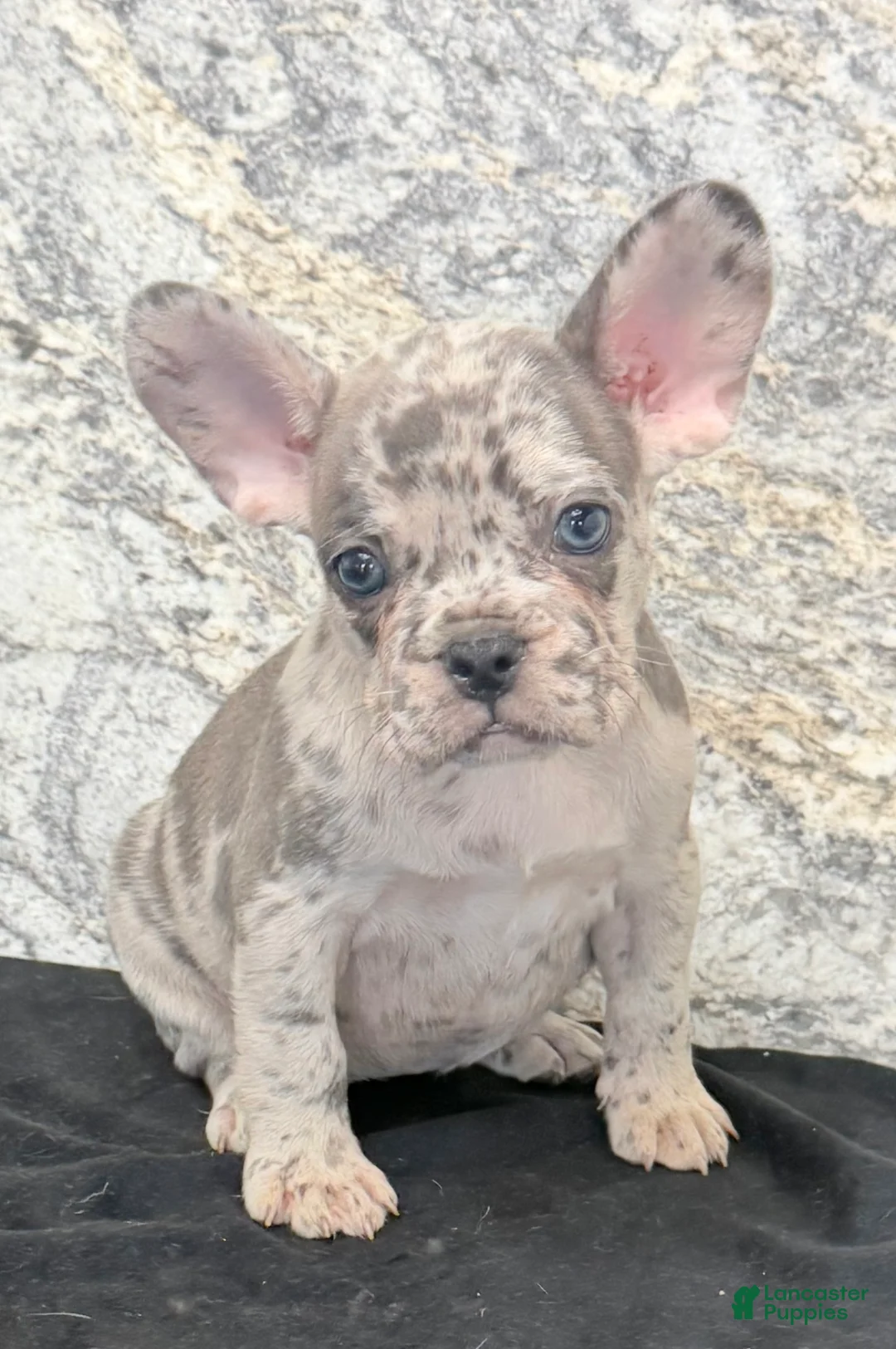 French Bulldog dogs for sale: Birdie Female AKC French Bulldog - Ad 2