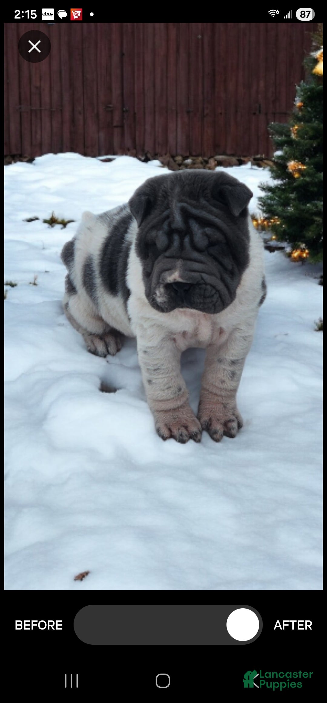 Shar Pei dogs for sale: Bluella blue flower mini - Ad 2
