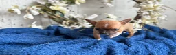 Chihuahua dogs for sale: River - Ad 9