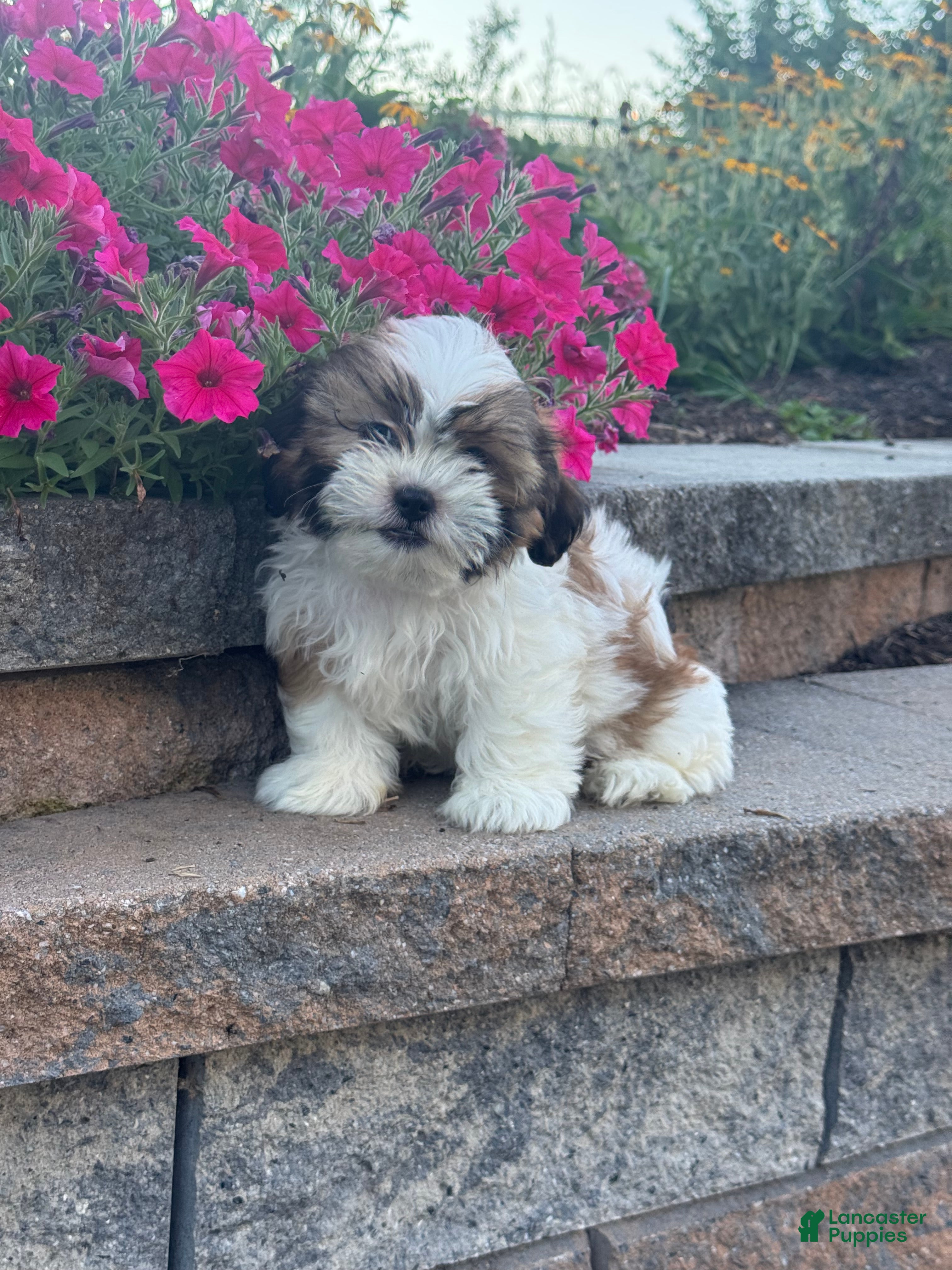 Shih Tzu dogs Skylar - Ad 7