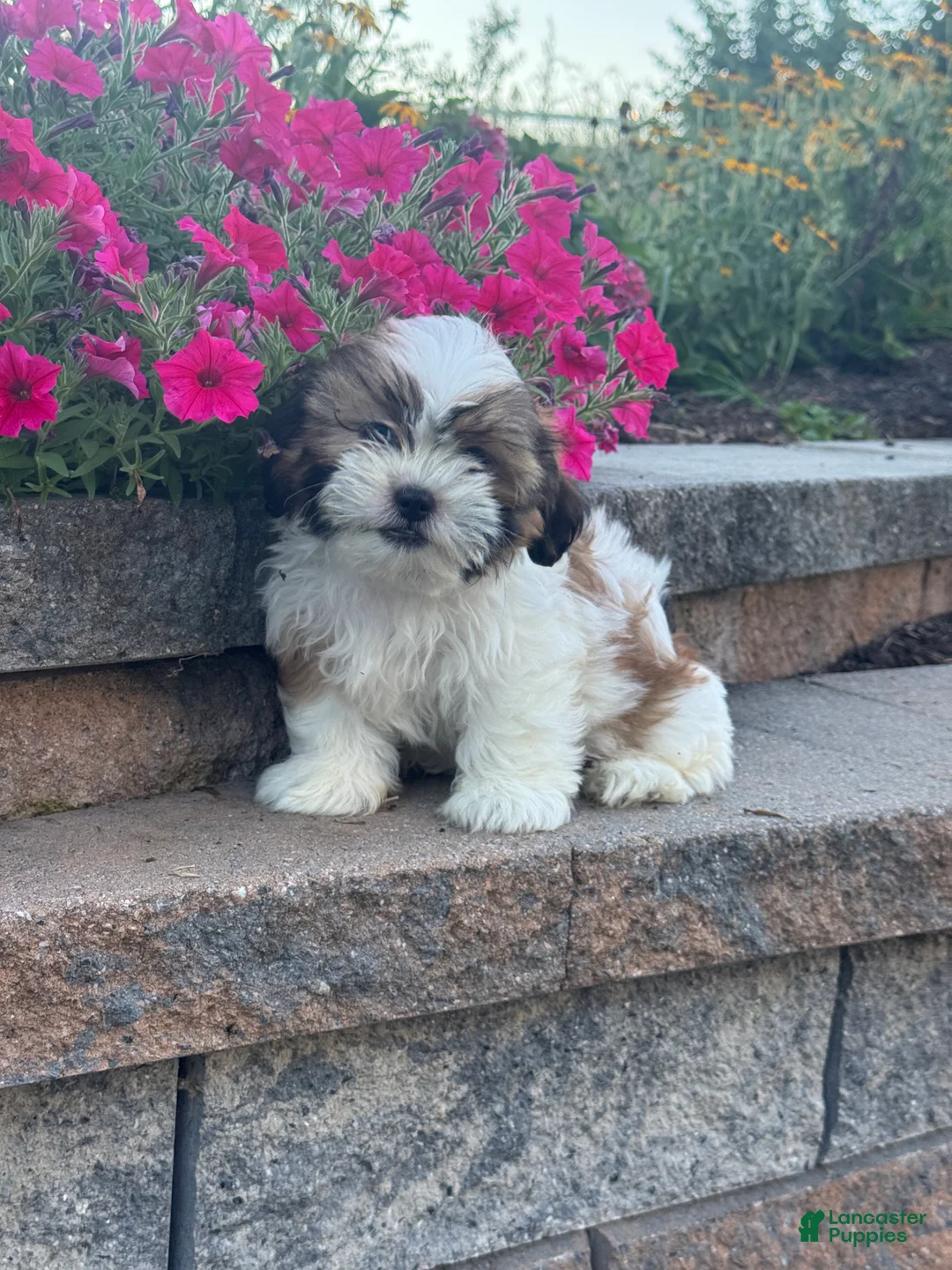 Shih Tzu dogs for sale: Skylar - Ad 1