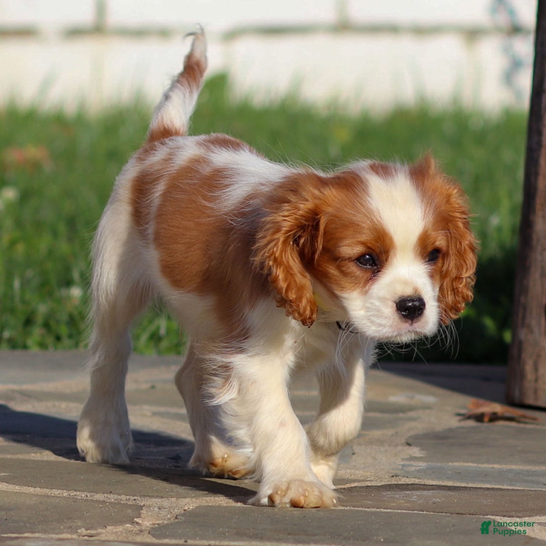 Cavalier King Charles Spaniel dogs for sale: Cash - Ad 13