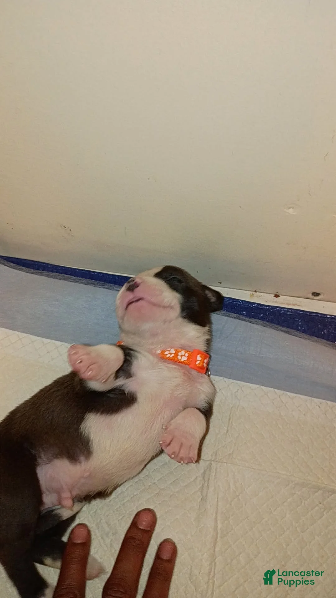 Mixed Breed dogs for sale: Mixed Breed Puppy 2 - Ad 2