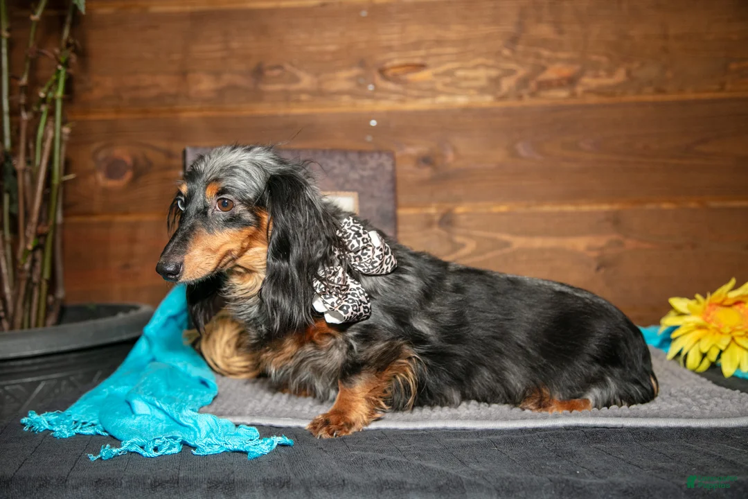 Miniature Dachshund dogs for sale: Jamacia - Ad 2