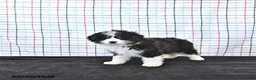 Mini Aussiedoodle dogs for sale: Willow  EXRTA SMALL - Ad 5