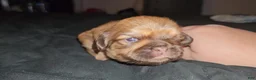 Mixed Breed dogs for sale: Obi Wan Paw-nobi  - Ad 2