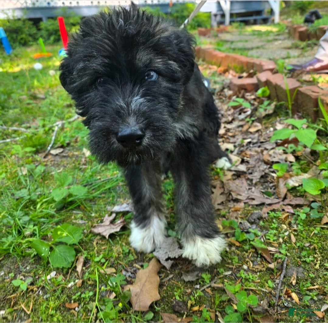 Huskipoo dogs Captain Hook - Ad 1