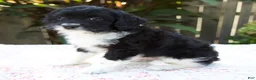 Cavapoo dogs for sale: Felix - Ad 8