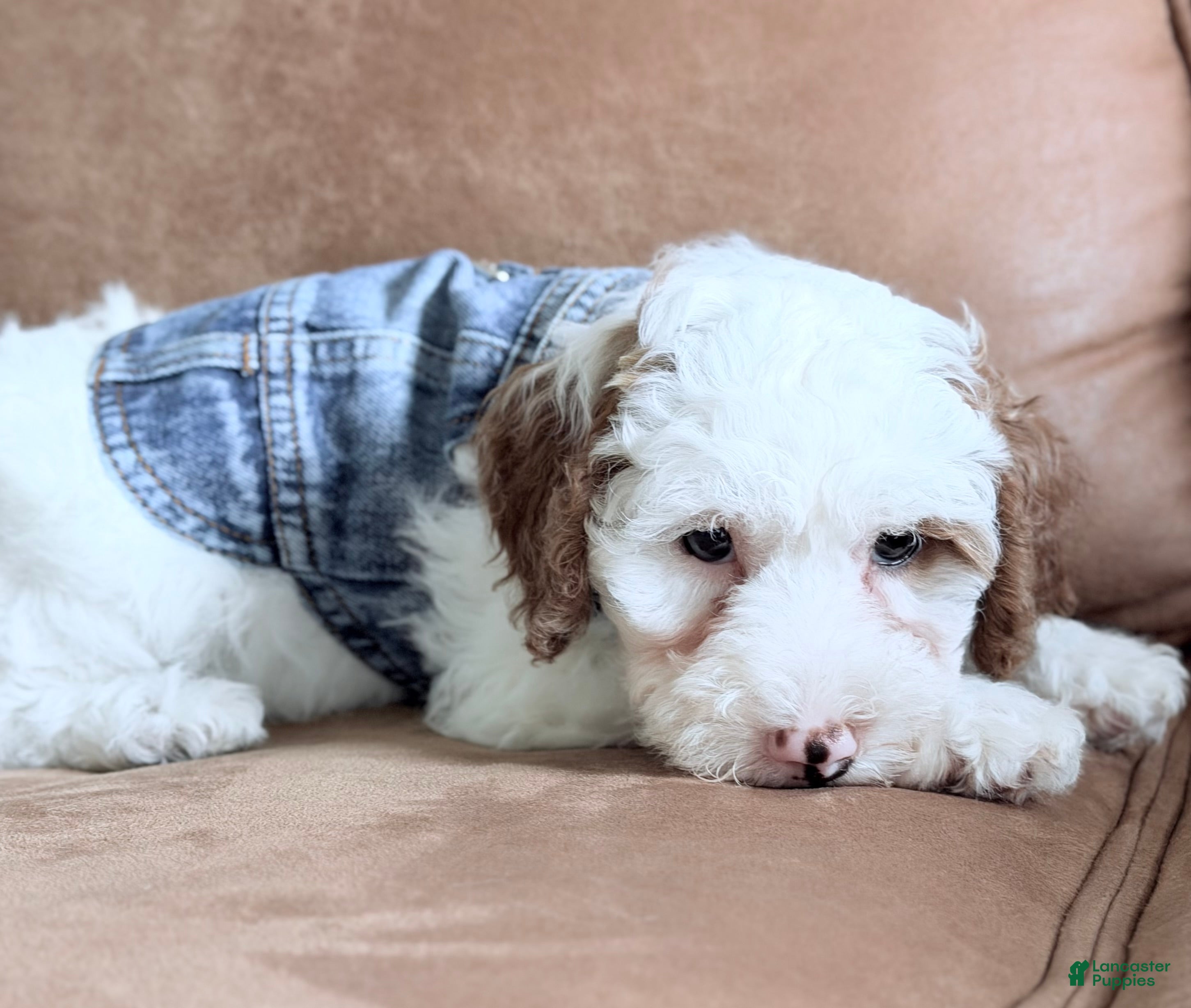 Mini Goldendoodle dogs Marshmallow-petite  - Ad 2