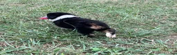 Australian Shepherd dogs for sale: Tracy - Ad 7