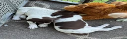 German Shorthaired Pointer dogs for sale: Julie - Ad 6