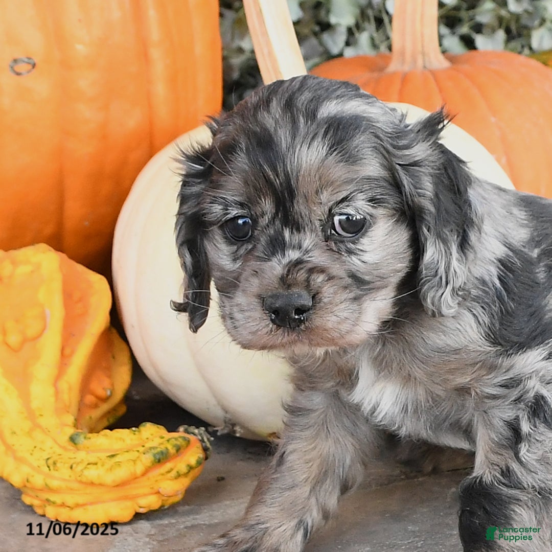 Cocker Spaniel dogs for sale: Penny - Ad 2