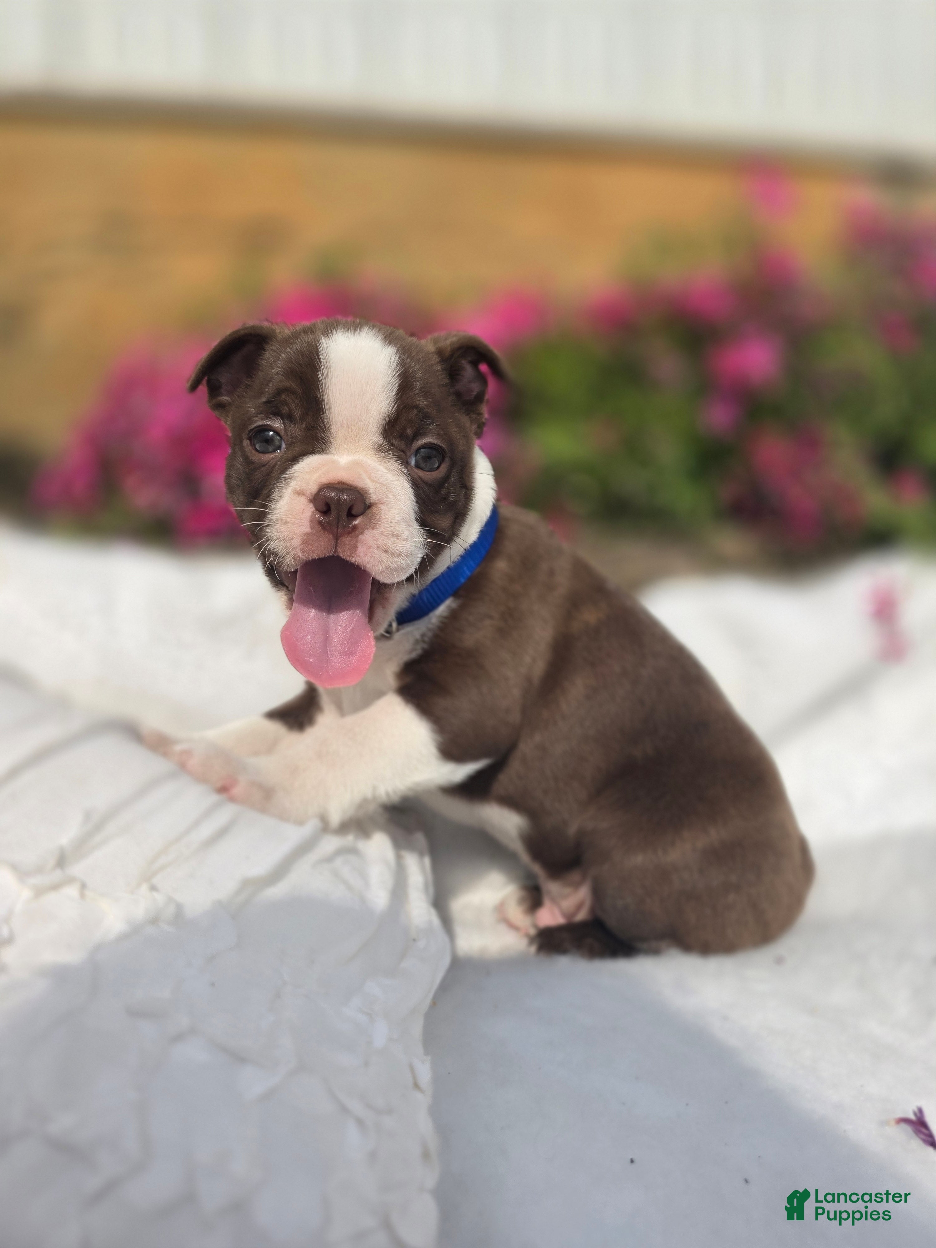 Boston Terrier dogs Brownie - Ad 14