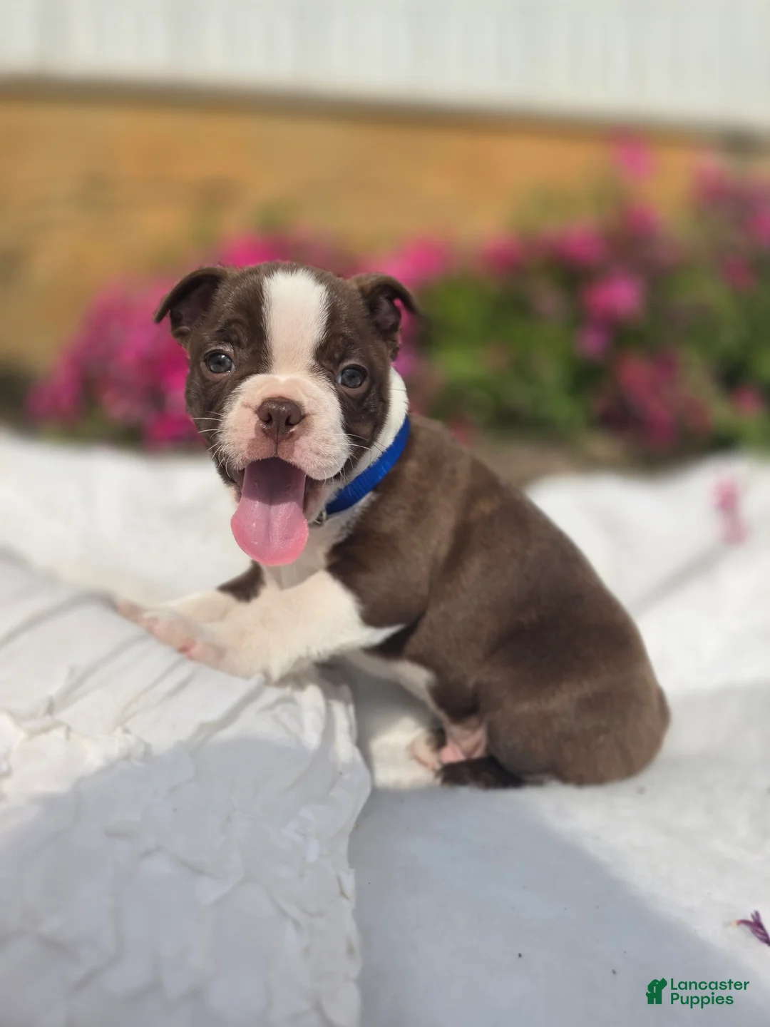 Boston Terrier dogs for sale: Brownie - Ad 1