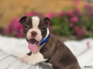 Boston Terrier dogs Brownie - Ad 14