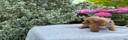 Toy Poodle dogs for sale: Penny - Ad 7