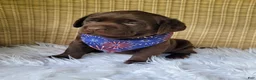 Labrador Retriever dogs for sale: Tucker - Ad 4