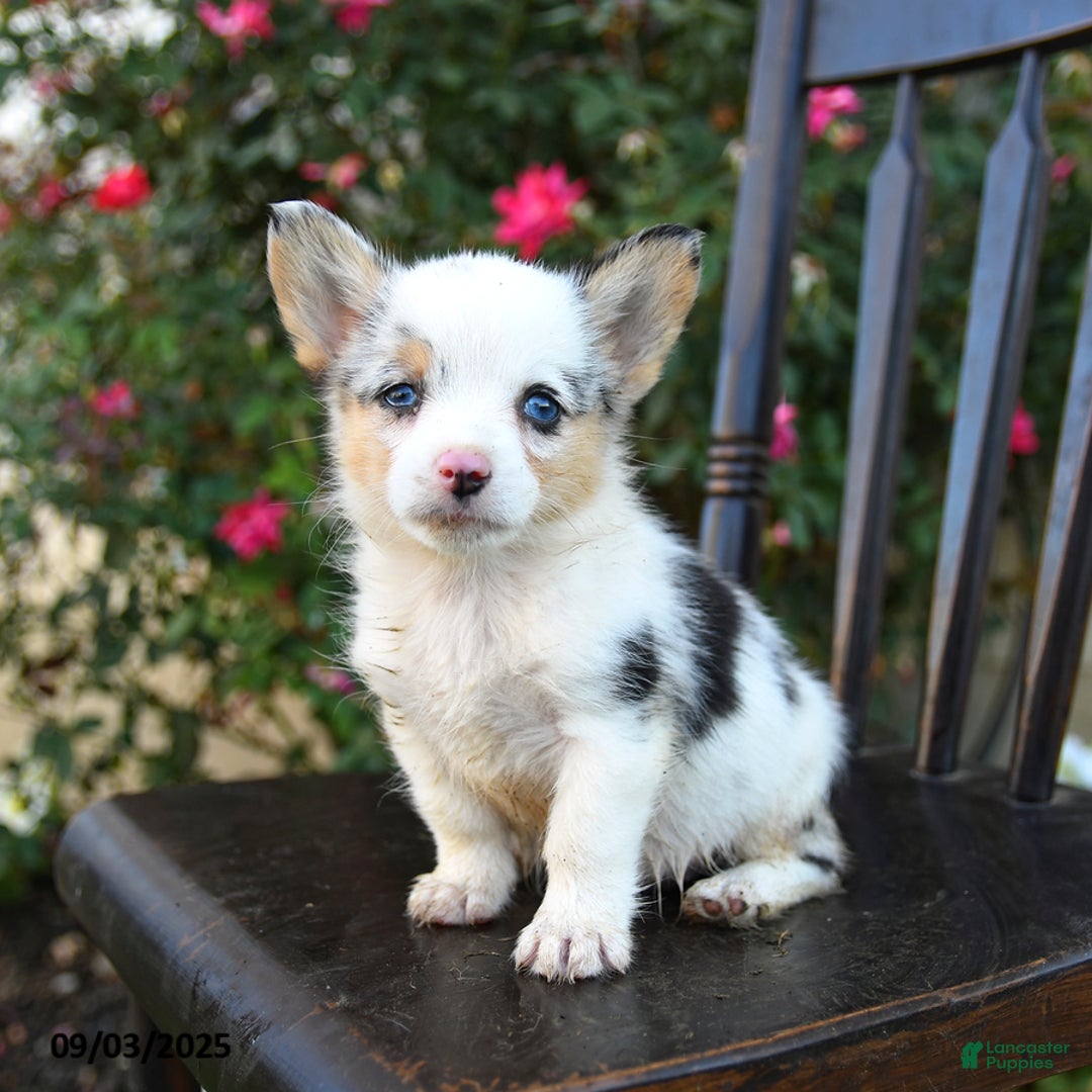 Welsh Corgi Pembroke dogs for sale: Callie - Ad 1