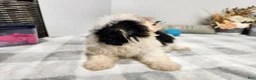 Teddy Bear dogs for sale: Claude - Ad 18