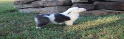Miniature Australian Shepherd dogs for sale: Irene - Ad 4