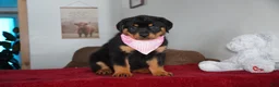 Rottweiler dogs for sale: Bella - Ad 2