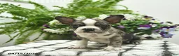Boston Terrier dogs for sale: Ryder  - Ad 5