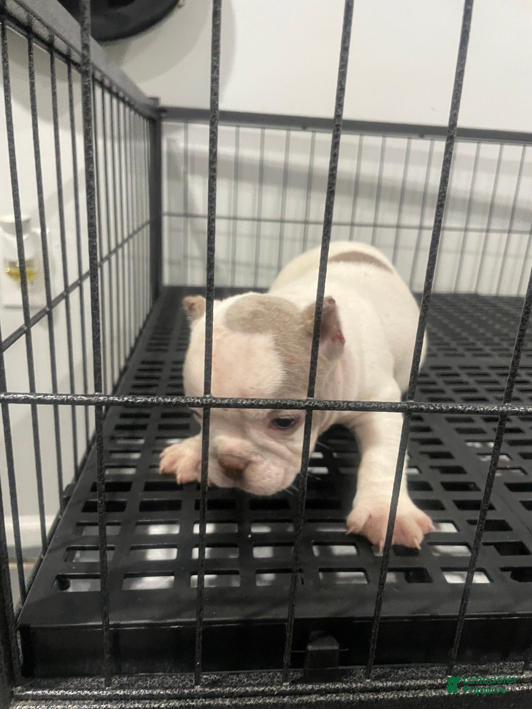 American Bully dogs for sale: Left Eye - Ad 5