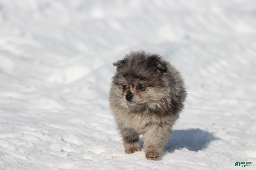 Pomeranian dogs for sale: Falling Star  - Ad 1