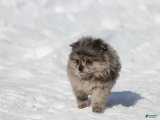 Pomeranian dogs Falling Star - Ad 28