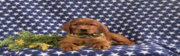 Irish Setter dogs for sale: Derek - Ad 6