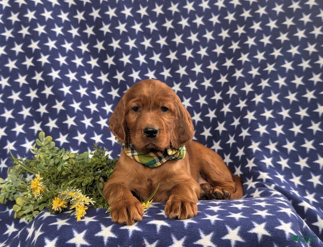 Irish Setter dogs for sale: Derek - Ad 6