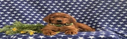 Irish Setter dogs for sale: Derek - Ad 6