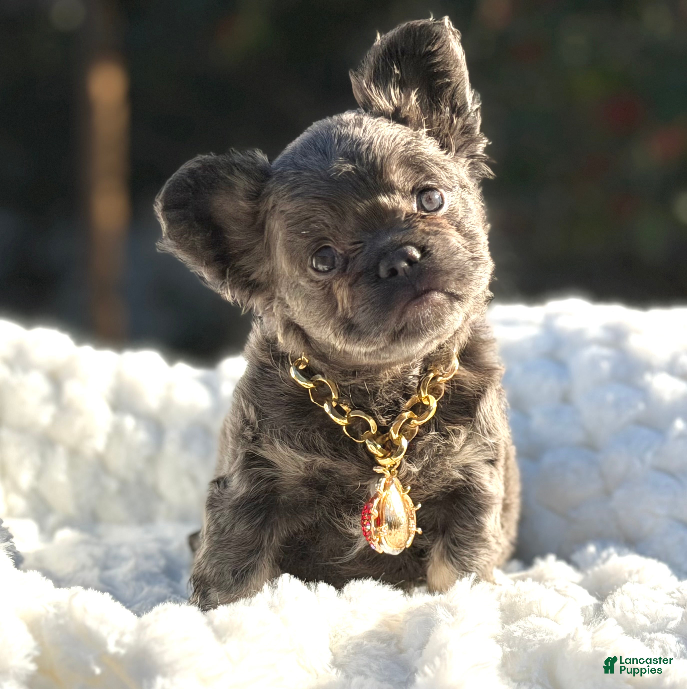 French Bulldog dogs Miss Halo - Ad 2