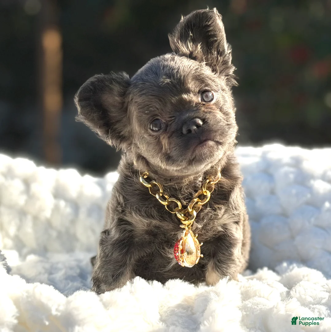 French Bulldog dogs for sale: Miss Halo - Ad 2