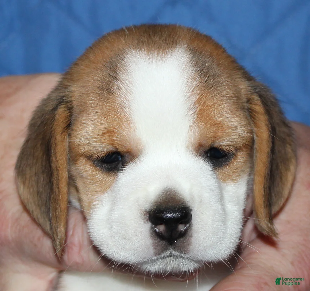Beagle dogs for sale: Emma - Ad 2