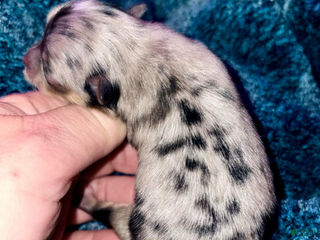 Pomeranian dogs Neo - Ad 1