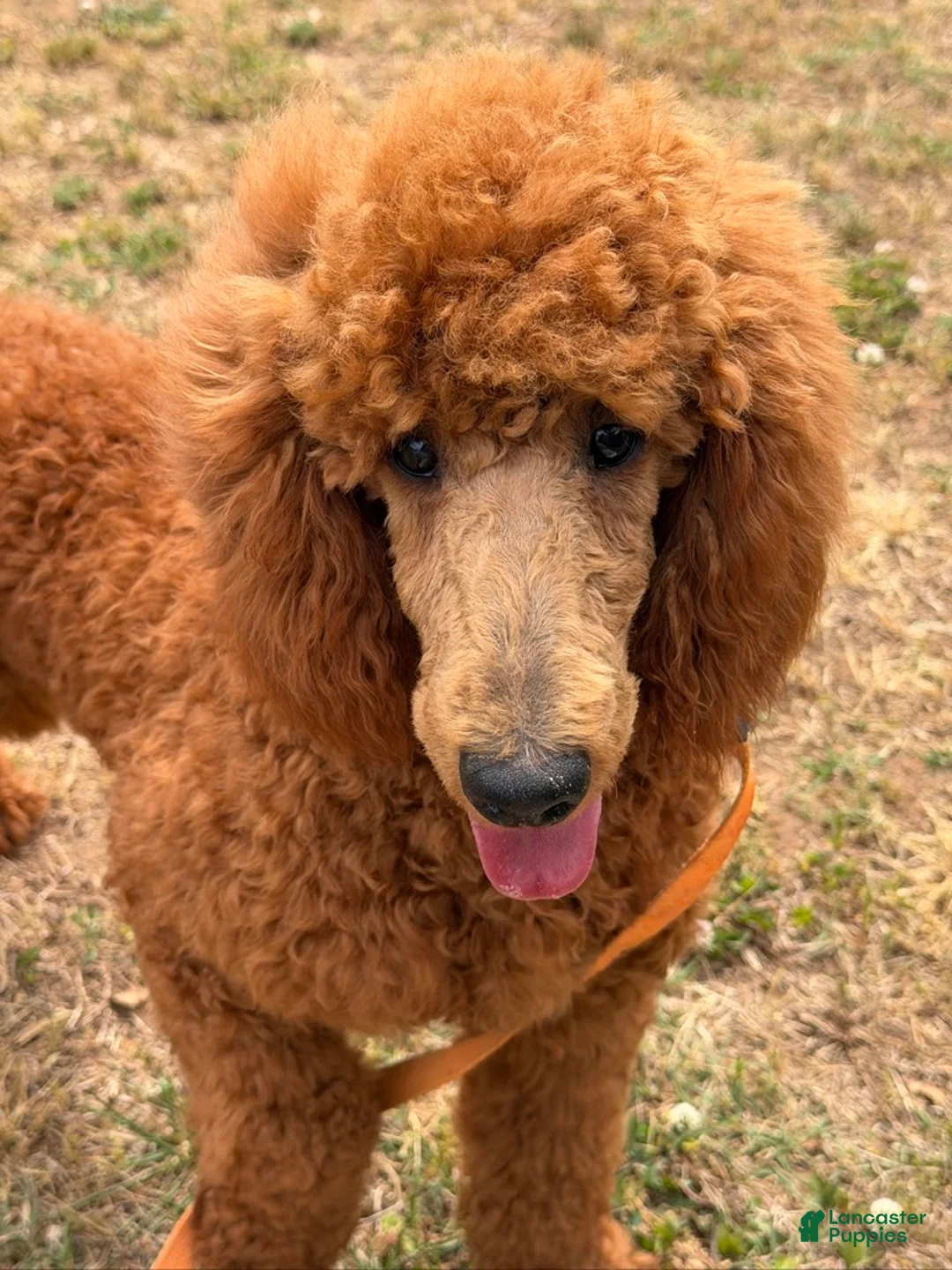 Miniature Poodle dogs for sale: Lincoln - Ad 4