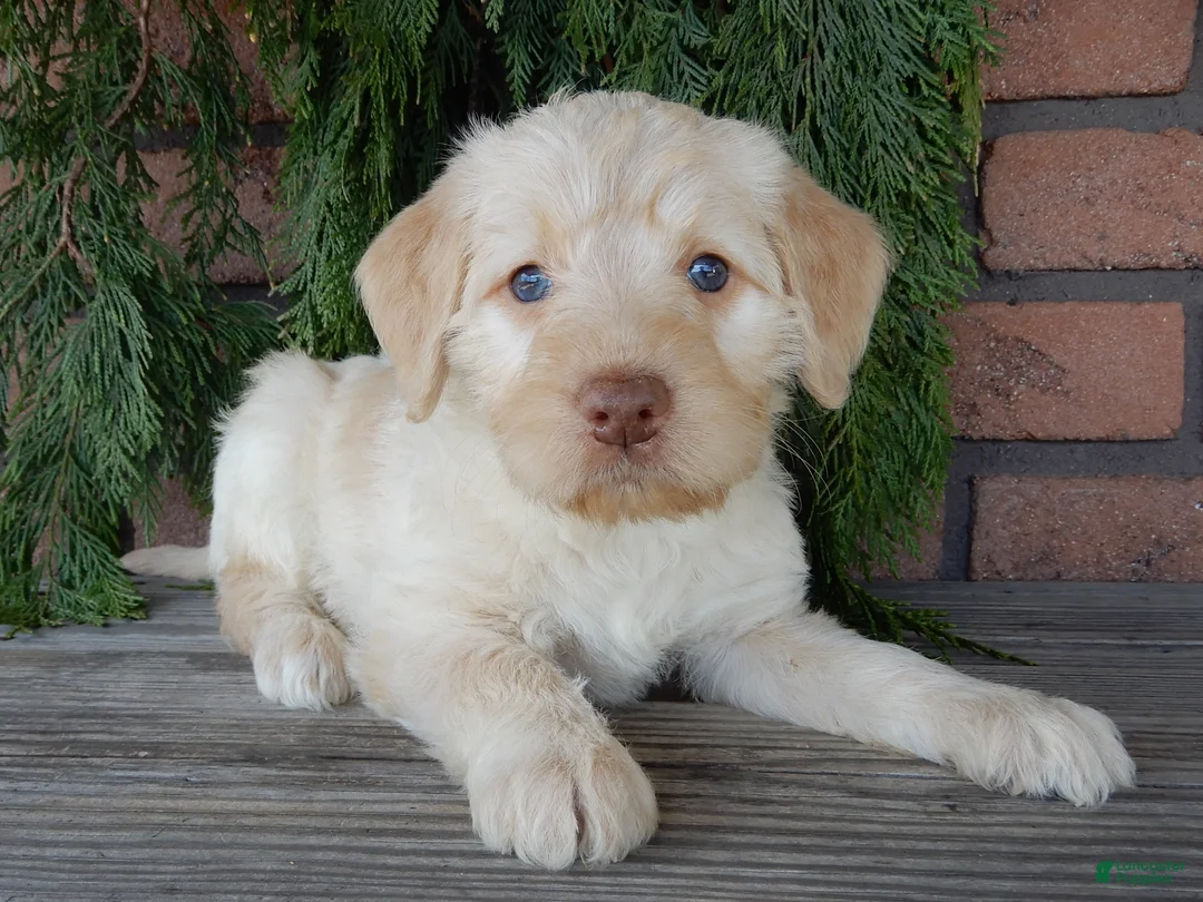 Labradoodle dogs for sale: Coral - Ad 2