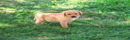 Labrador Retriever dogs for sale: Cooper - Ad 4