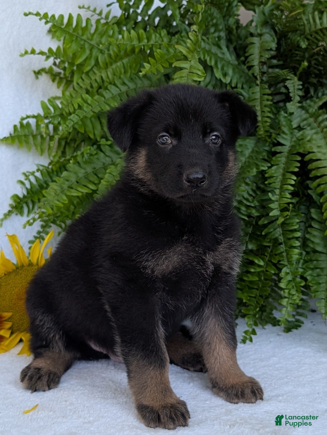 German Shepherd dogs Ben  - Ad 1