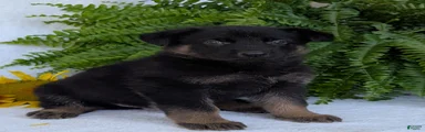 Ben 