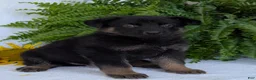 German Shepherd dogs for sale: Ben  - Ad 1