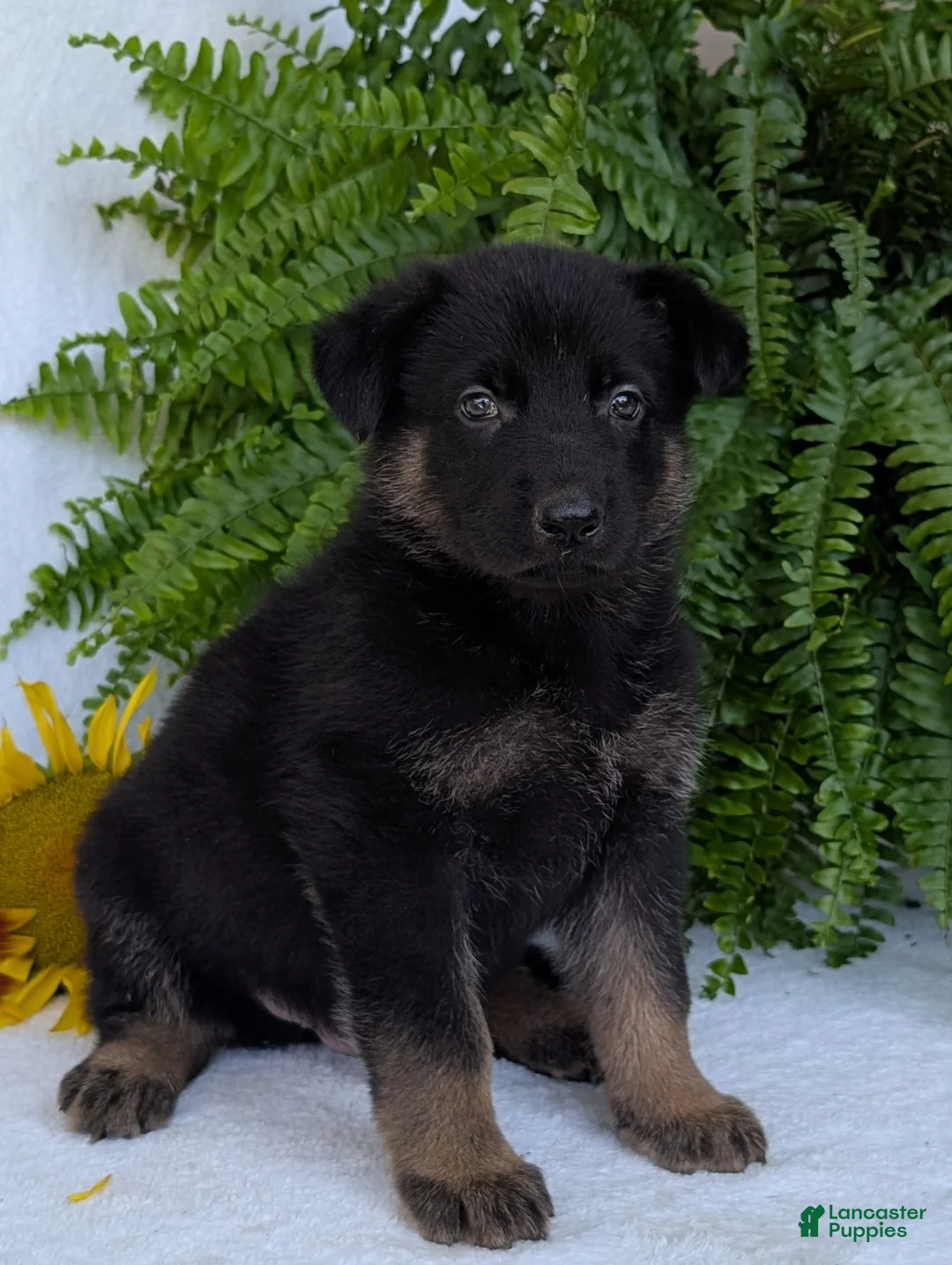 German Shepherd dogs for sale: Ben  - Ad 1