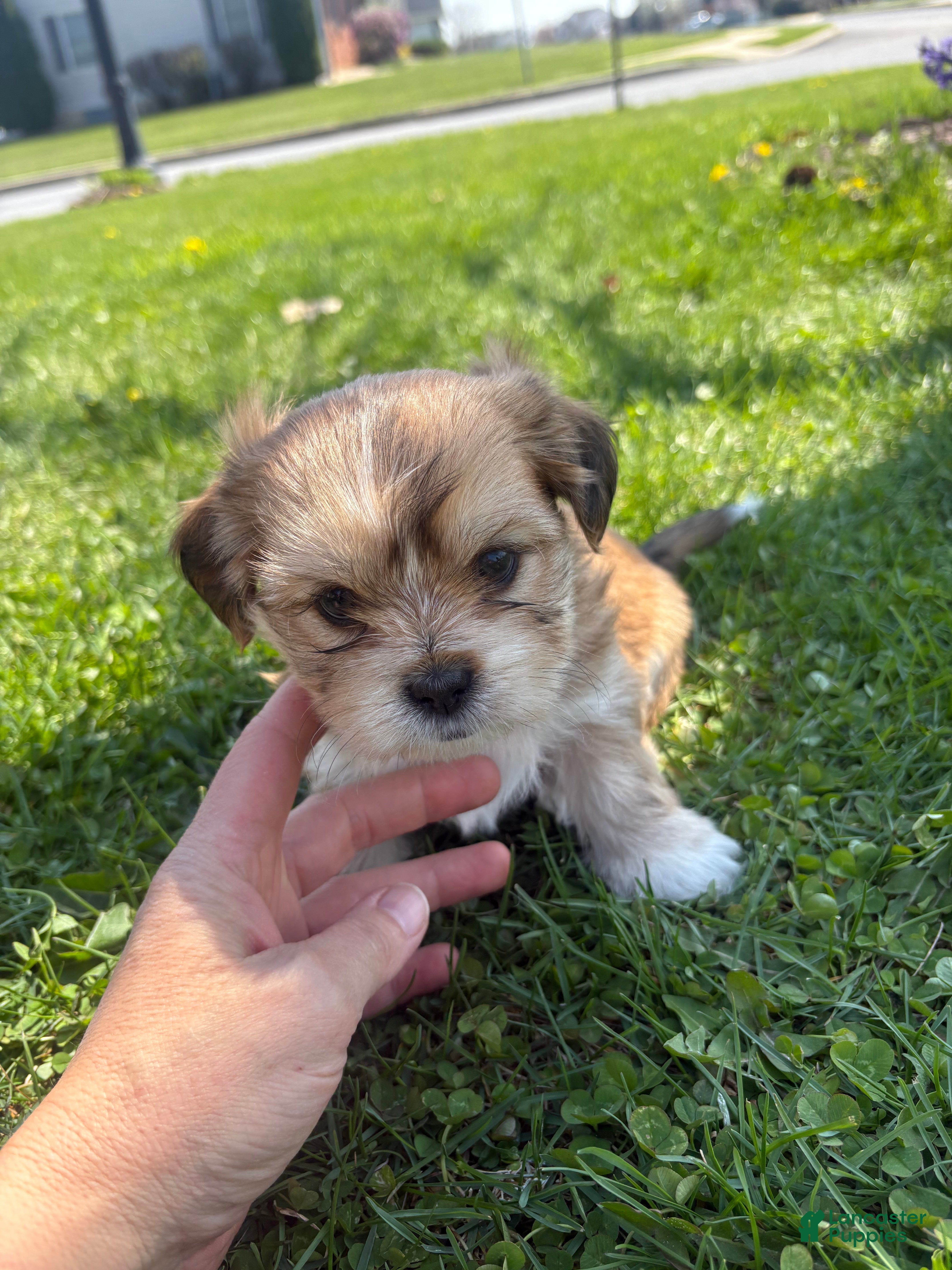 Mixed Breed dogs Ginger - Ad 7