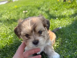 Mixed Breed dogs Ginger - Ad 7