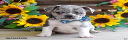 Frug dogs for sale: Justin - Ad 2