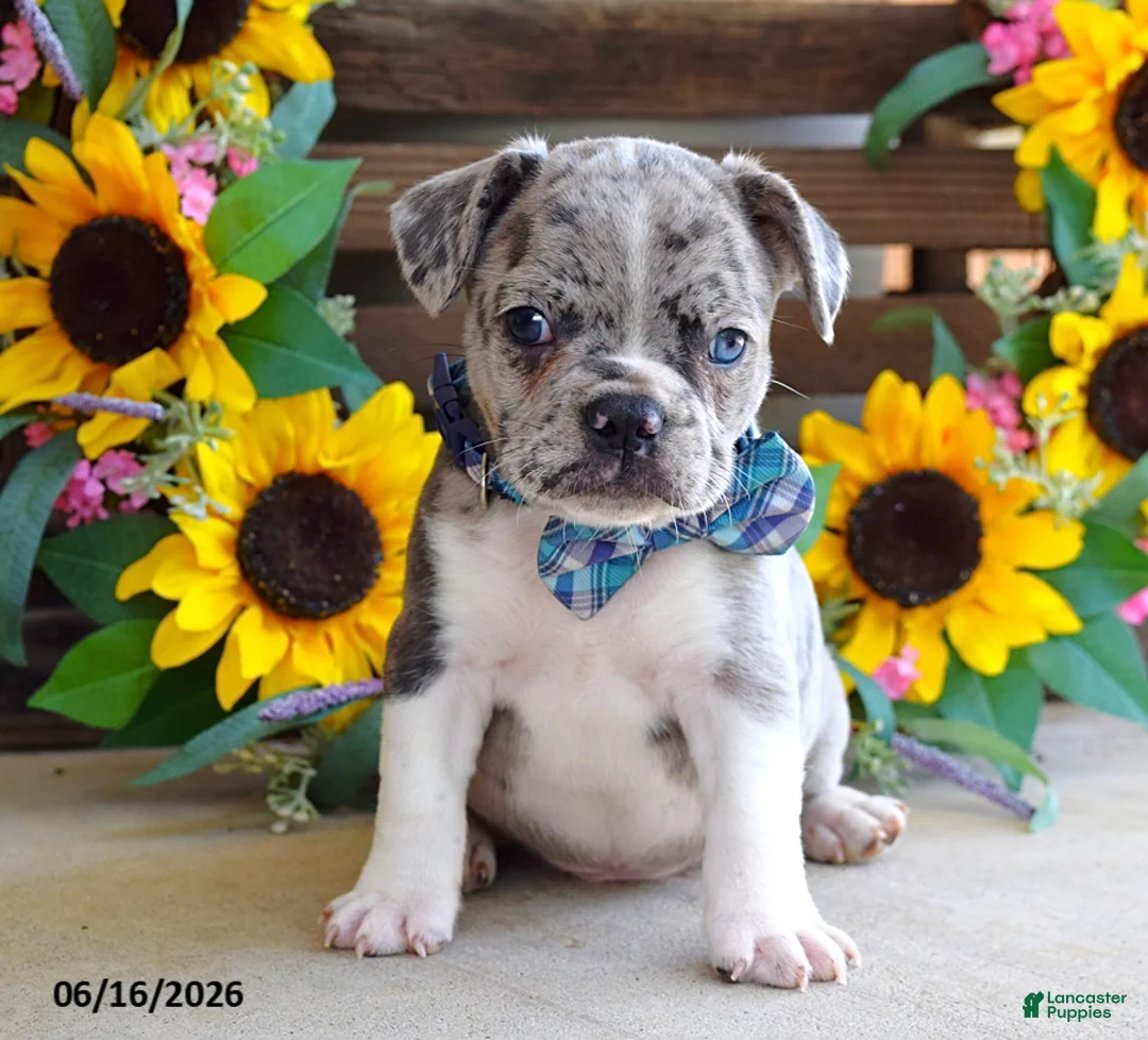 Frug dogs for sale: Justin - Ad 2