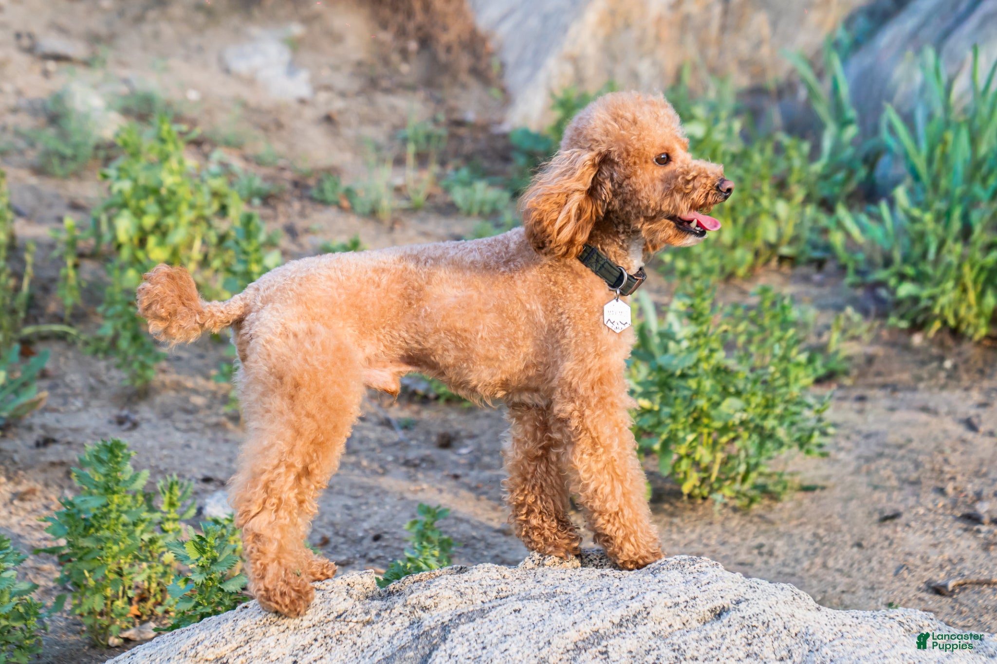 Miniature Poodle dogs Stud service - Ad 1